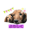 ぱちまま一家 2（個別スタンプ：5）