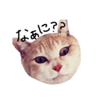 見てるよ猫さん（個別スタンプ：1）