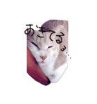 見てるよ猫さん（個別スタンプ：4）