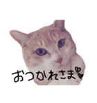 見てるよ猫さん（個別スタンプ：5）