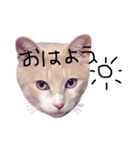 見てるよ猫さん（個別スタンプ：7）