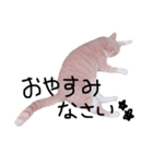 見てるよ猫さん（個別スタンプ：8）