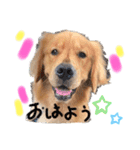 ゴールデンレトリバー日常使いスタンプ（個別スタンプ：3）