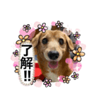 もこと愉快な仲間たち♡（個別スタンプ：3）