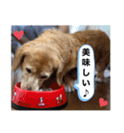 もこと愉快な仲間たち♡（個別スタンプ：11）