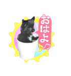 よんひきのわんこ①（個別スタンプ：1）