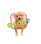 よんひきのわんこ①（個別スタンプ：2）