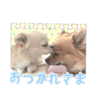 よんひきのわんこ①（個別スタンプ：3）