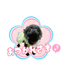 よんひきのわんこ①（個別スタンプ：4）
