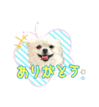 よんひきのわんこ①（個別スタンプ：6）
