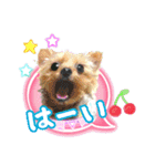 よんひきのわんこ①（個別スタンプ：7）