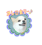 よんひきのわんこ①（個別スタンプ：8）