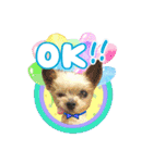 よんひきのわんこ①（個別スタンプ：9）