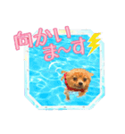 よんひきのわんこ①（個別スタンプ：10）