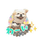 よんひきのわんこ①（個別スタンプ：12）