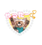 よんひきのわんこ①（個別スタンプ：13）