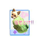 よんひきのわんこ①（個別スタンプ：16）