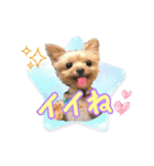 よんひきのわんこ①（個別スタンプ：17）