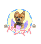 よんひきのわんこ①（個別スタンプ：18）
