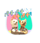 よんひきのわんこ①（個別スタンプ：20）