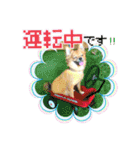よんひきのわんこ①（個別スタンプ：23）