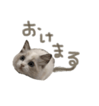 あるふぉんすすたんぷ（個別スタンプ：1）