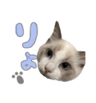 あるふぉんすすたんぷ（個別スタンプ：2）