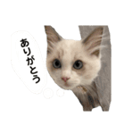 あるふぉんすすたんぷ（個別スタンプ：4）
