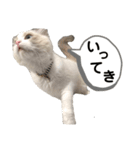 あるふぉんすすたんぷ（個別スタンプ：5）