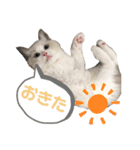 あるふぉんすすたんぷ（個別スタンプ：6）