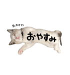 あるふぉんすすたんぷ（個別スタンプ：8）