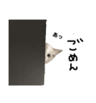 あるふぉんすすたんぷ（個別スタンプ：9）