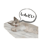 あるふぉんすすたんぷ（個別スタンプ：11）