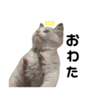 あるふぉんすすたんぷ（個別スタンプ：16）
