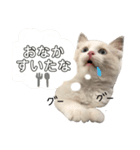 あるふぉんすすたんぷ（個別スタンプ：21）