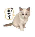 あるふぉんすすたんぷ（個別スタンプ：22）