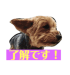 まーきくりょん（個別スタンプ：3）