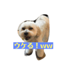 まーきくりょん（個別スタンプ：13）
