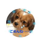 ワンだふる^_^ スタンプ（個別スタンプ：2）