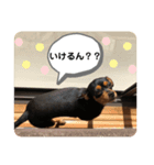 ワンだふる^_^ スタンプ（個別スタンプ：5）