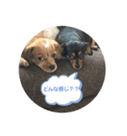 ワンだふる^_^ スタンプ（個別スタンプ：6）