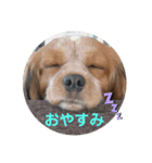 ワンだふる^_^ スタンプ（個別スタンプ：7）