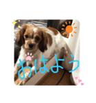 ワンだふる^_^ スタンプ（個別スタンプ：8）
