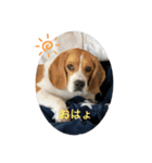 beagleの日常（個別スタンプ：1）