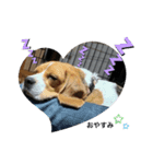 beagleの日常（個別スタンプ：2）