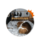 beagleの日常（個別スタンプ：3）