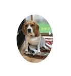 beagleの日常（個別スタンプ：6）