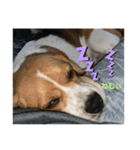 beagleの日常（個別スタンプ：7）