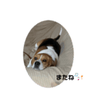 beagleの日常（個別スタンプ：8）