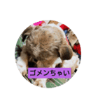 ブラン君のスタンプ（個別スタンプ：1）